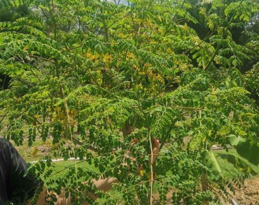 Morninga Herbal Capsules made by BirdSongOrganicAU